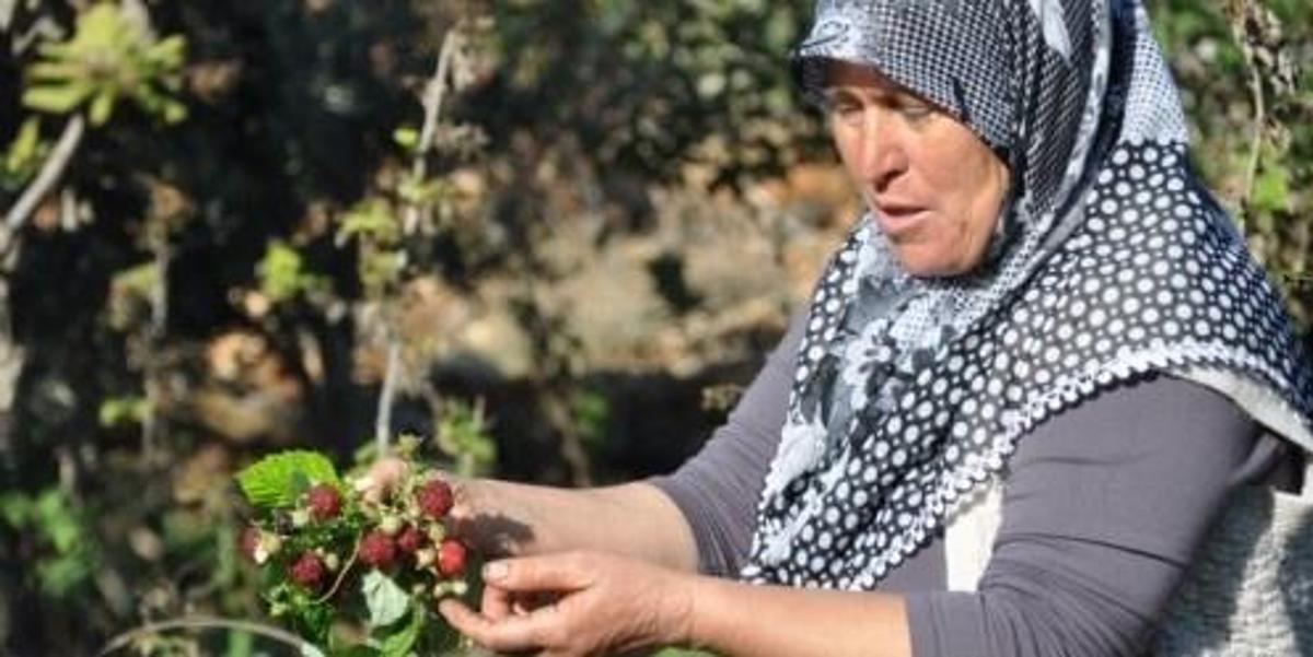 Kadın Çiftçi Başarı Hikayesi: 400 Metrekarelik Bahçeden 31 Dekara