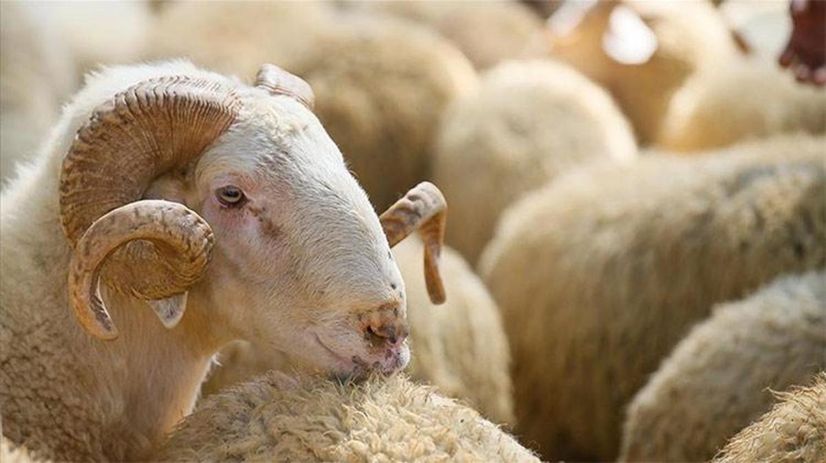 2025 yılı kurban kesim bedeli belli oldu!