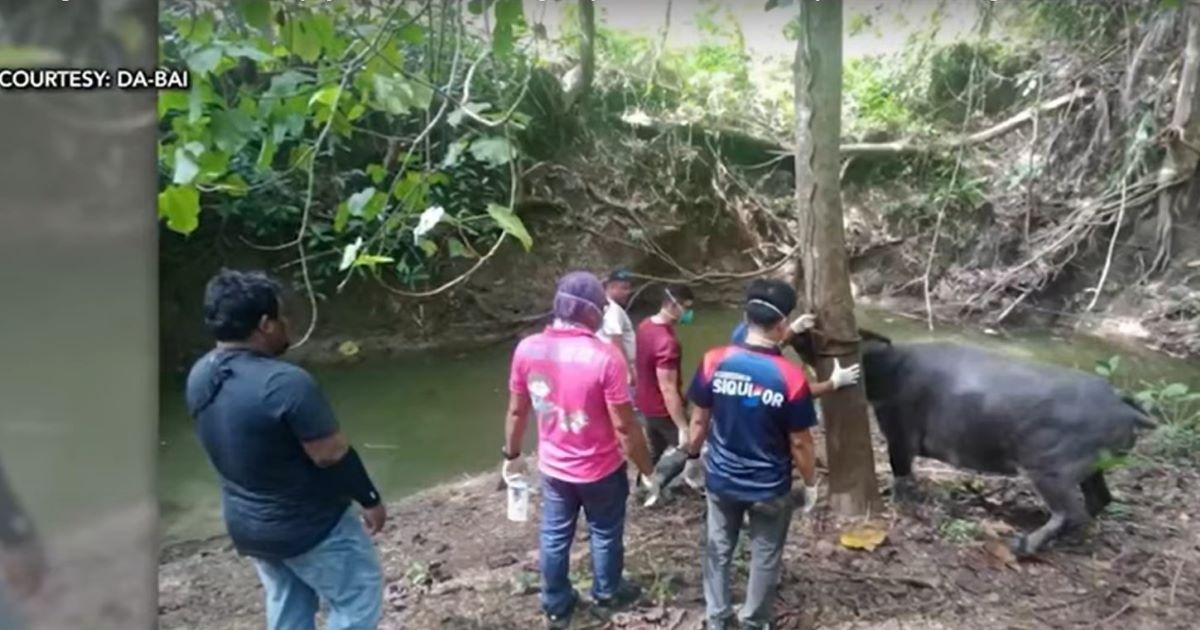 Siquijor on Alert: Melioidosis Cases Spur Urgent Response from DOH and DA