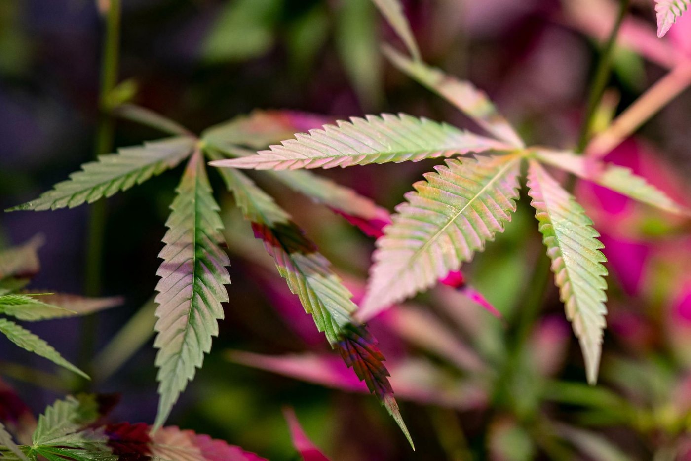 Cannabis-Legalisierung: Was passiert, wenn sie nach der Bundestagswahl wieder verboten wird?