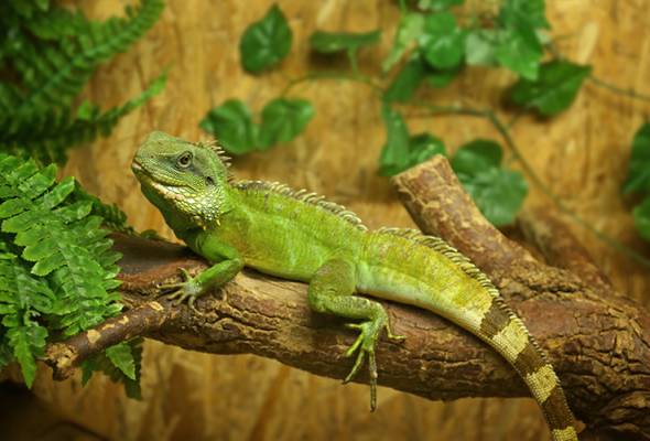 Kematian Tomiko Itooka: Iguana Tak Lagi, Individu Tertua di Dunia Meninggal Dunia