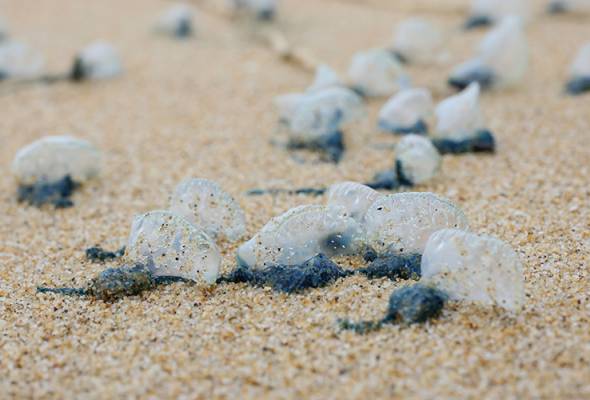 Waspada! Ratusan Ubur-Ubur Beracun Muncul di Pantai Hiburan Kuala Rompin