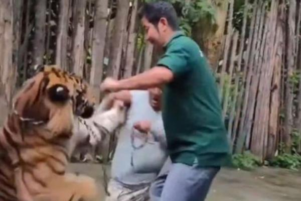 Momen Gentar! Turis India Diserang Harimau di Tiger Kingdom Phuket, Rekaman Video Viral!