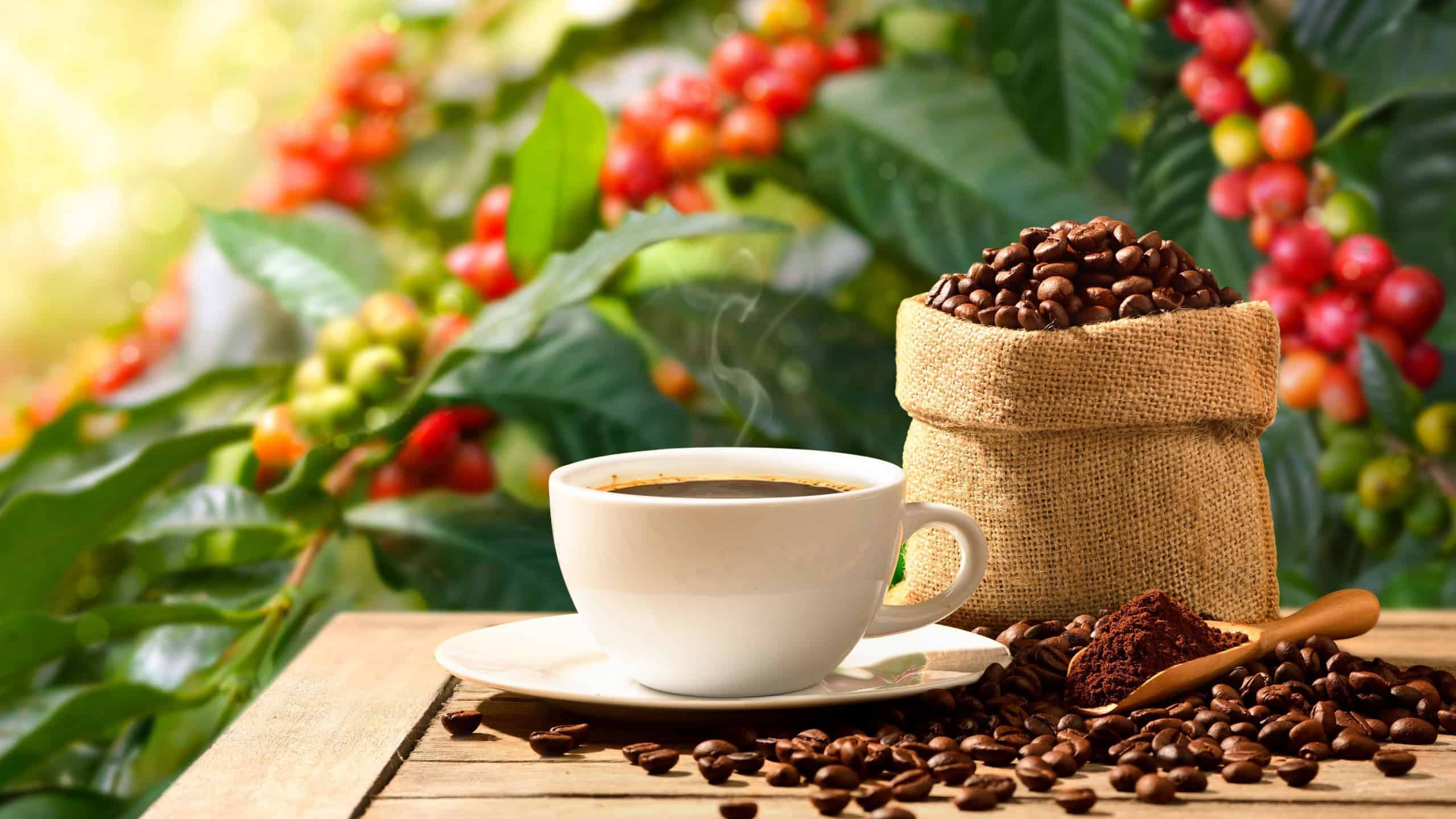 Café Contaminado: Riscos Ocultos à Saúde e Como Escolher um Café Seguro