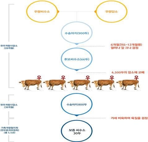 경북도 축산기술연구소, 제88차 한우 후보씨수소 선발 결과 발표