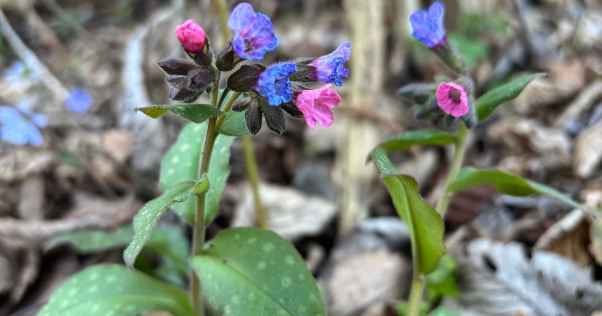 Frühlingserwachen: Wie die Natur die Gesundheit stärkt