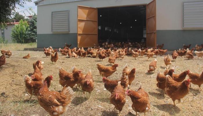 Tavuk Yumurtası Üretimi Yüzde 10,8 Azaldı: TÜİK Şubat Ayı Verileri