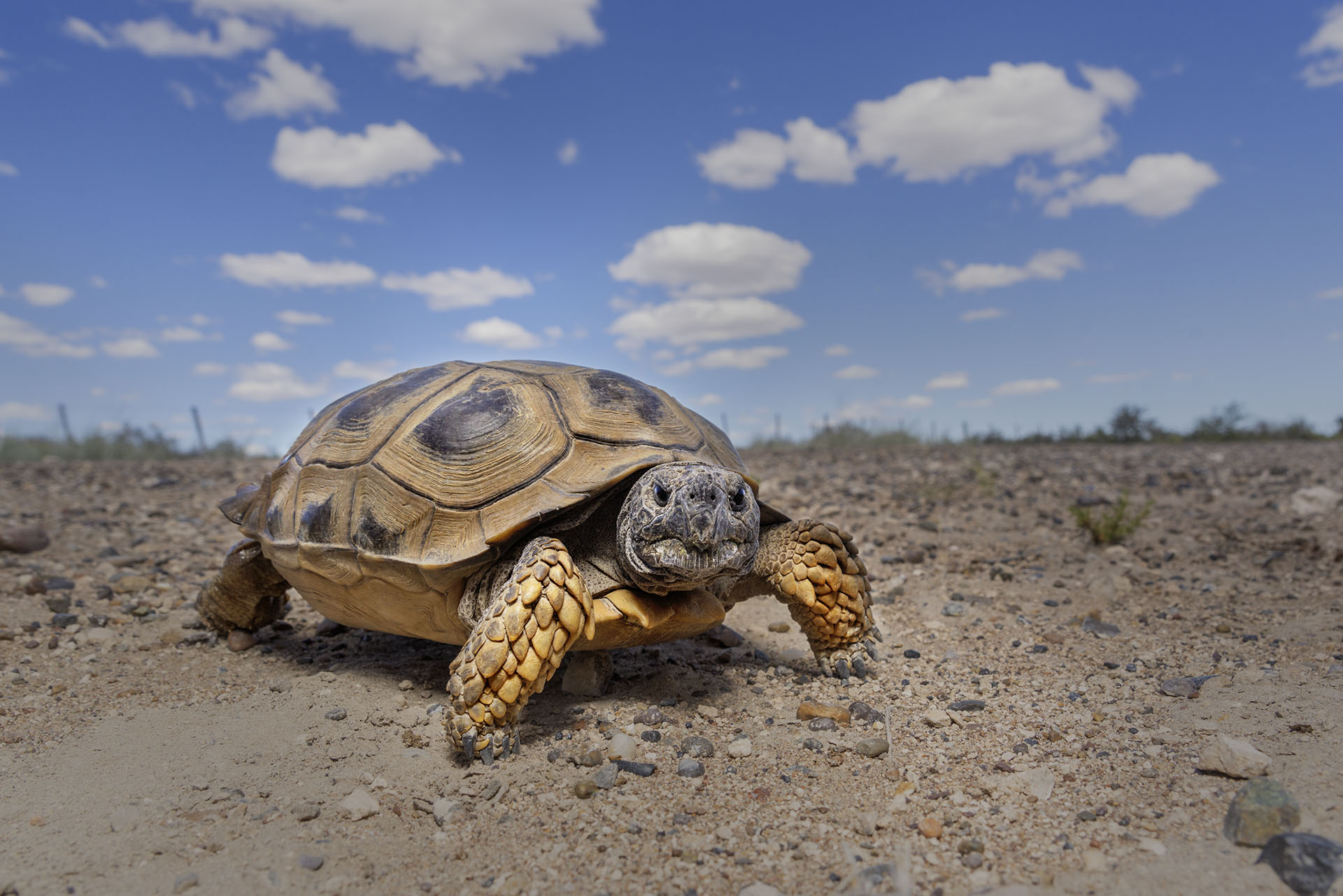 Rescate Innovador: Científicas y Perros Salvan a la Tortuga Terrestre Más Austral de Argentina con Tecnología de Vanguardia