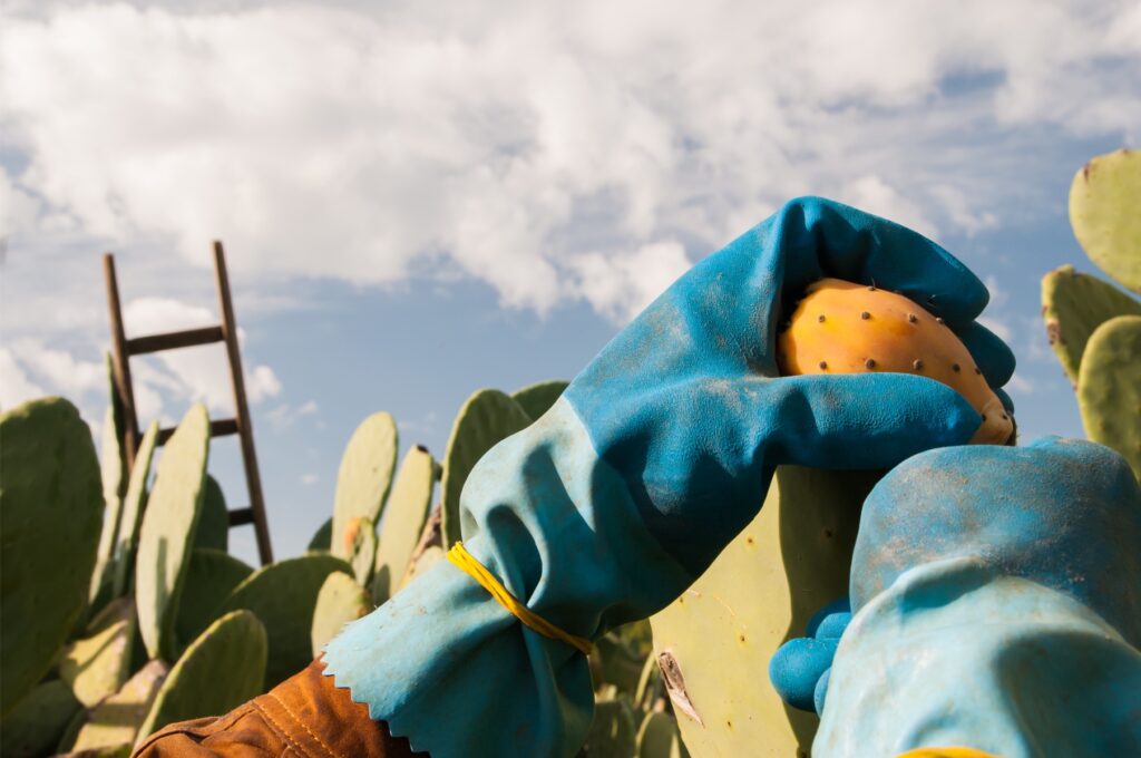 Revitalizing Southern Italy's Agriculture: The Rise of Prickly Pears