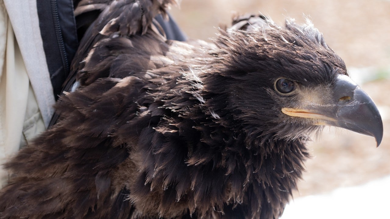 Minnesota EagleCam Eaglets Banded & Back Home: A Nest Full of Hope!