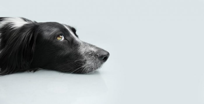 El bienestar emocional de tus mascotas: ¿cómo proteger su salud mental?