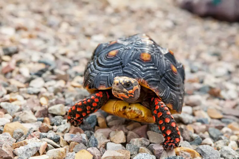 Aprende a vivir solo y feliz: lecciones de las tortugas y los pulpos