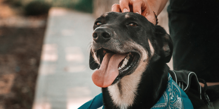 Expo Mascotas 2025: ¡El Futuro de la Tenencia Responsable con Tecnología y Bienestar Animal!