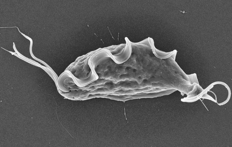 Beyond Bacteria: How Single-Celled Organisms are Revolutionizing Our Understanding of Gut Health
