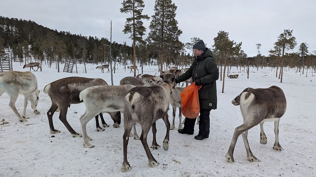 Sámi-Kultur authentisch erleben: Rentierhirten gegen Klischees und für nachhaltigen Tourismus