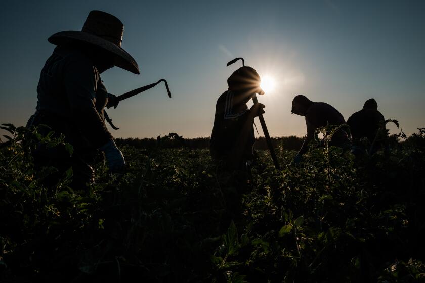 Ola de Redadas Migratorias de ICE Sacude el Corazón Agrícola de California: ¿Qué Significa para la Industria?