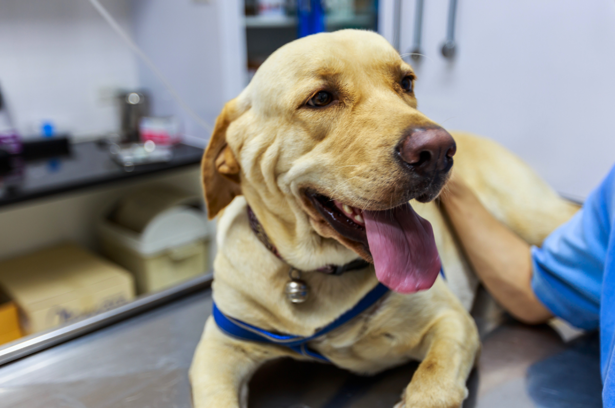 This New Technology Could Detect Your Dog's Cancer Before It's Too Late