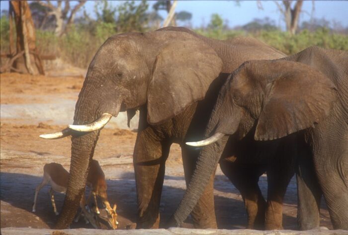 Mystery Solved: Blue-Green Algae Poisoning Behind 350 Elephant Deaths in Botswana