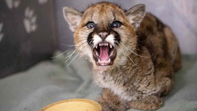 Adorable Orphaned Cougar Cub Makes Miraculous Recovery at Wildlife Rehab Center