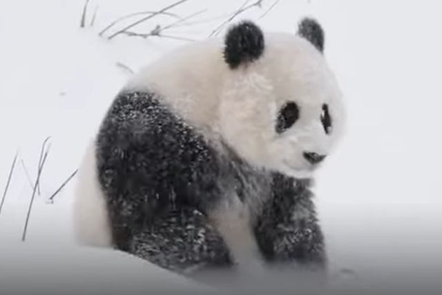 The National Zoo's New Pandas Delight in D.C.'s Snowfall Before Making Public Debut
