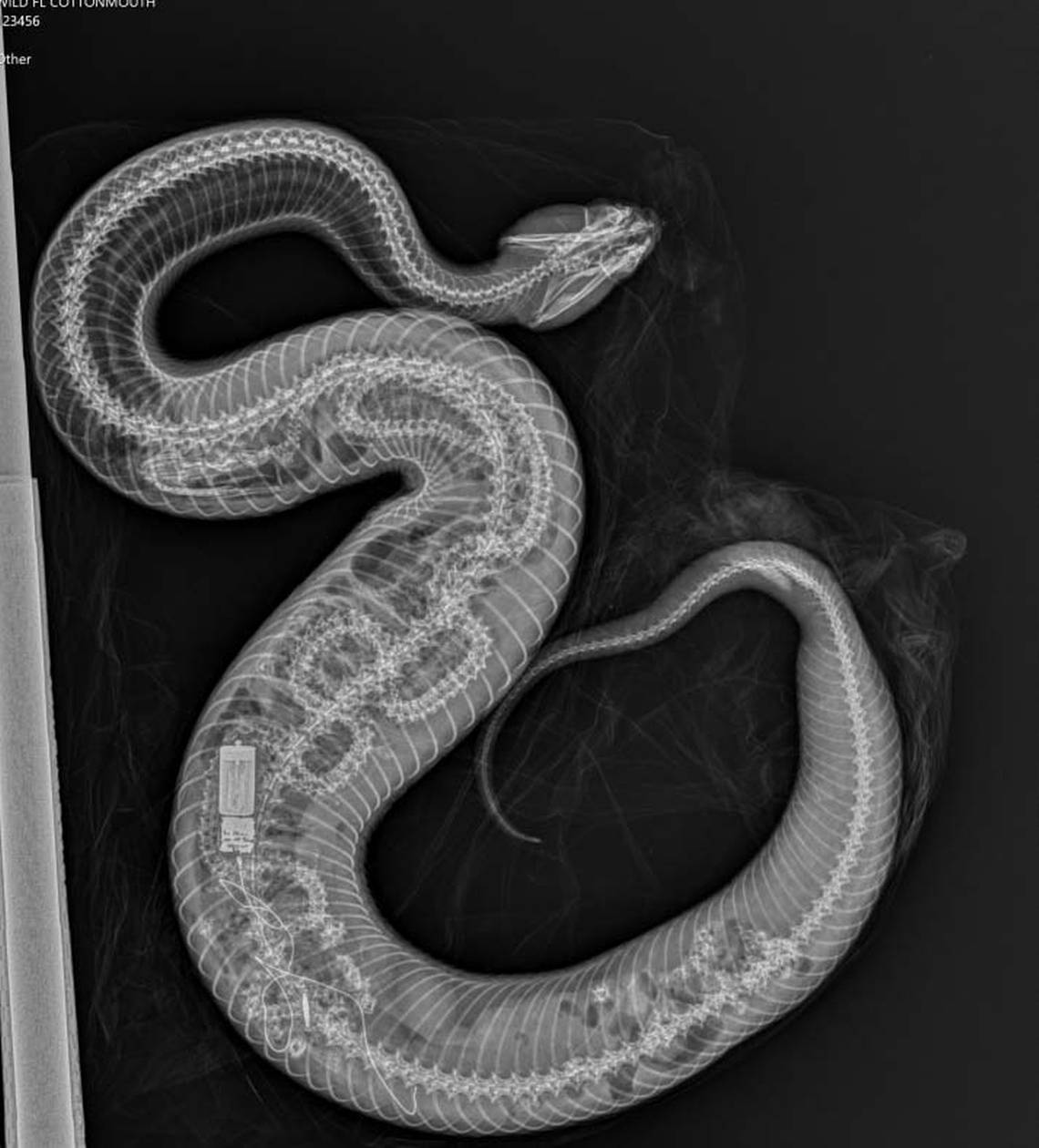 Descubierta una especie que se alimenta de crías de pitones en los Everglades