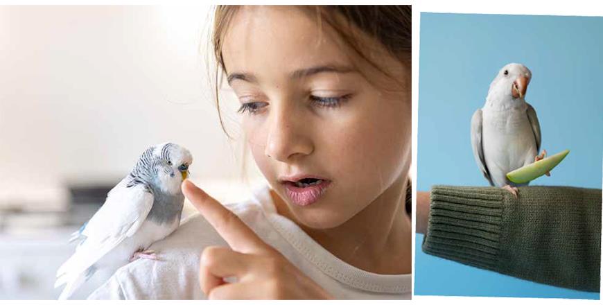 Unlocking Bird Health Secrets: Spotting Hidden Signs of Illness