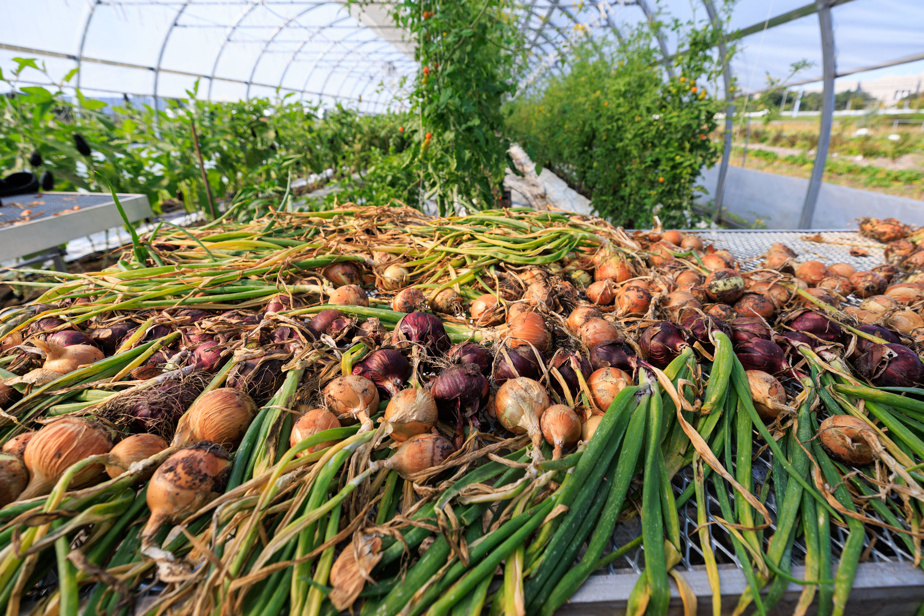 Alimentation locale : une tendance devenue mode de vie durable