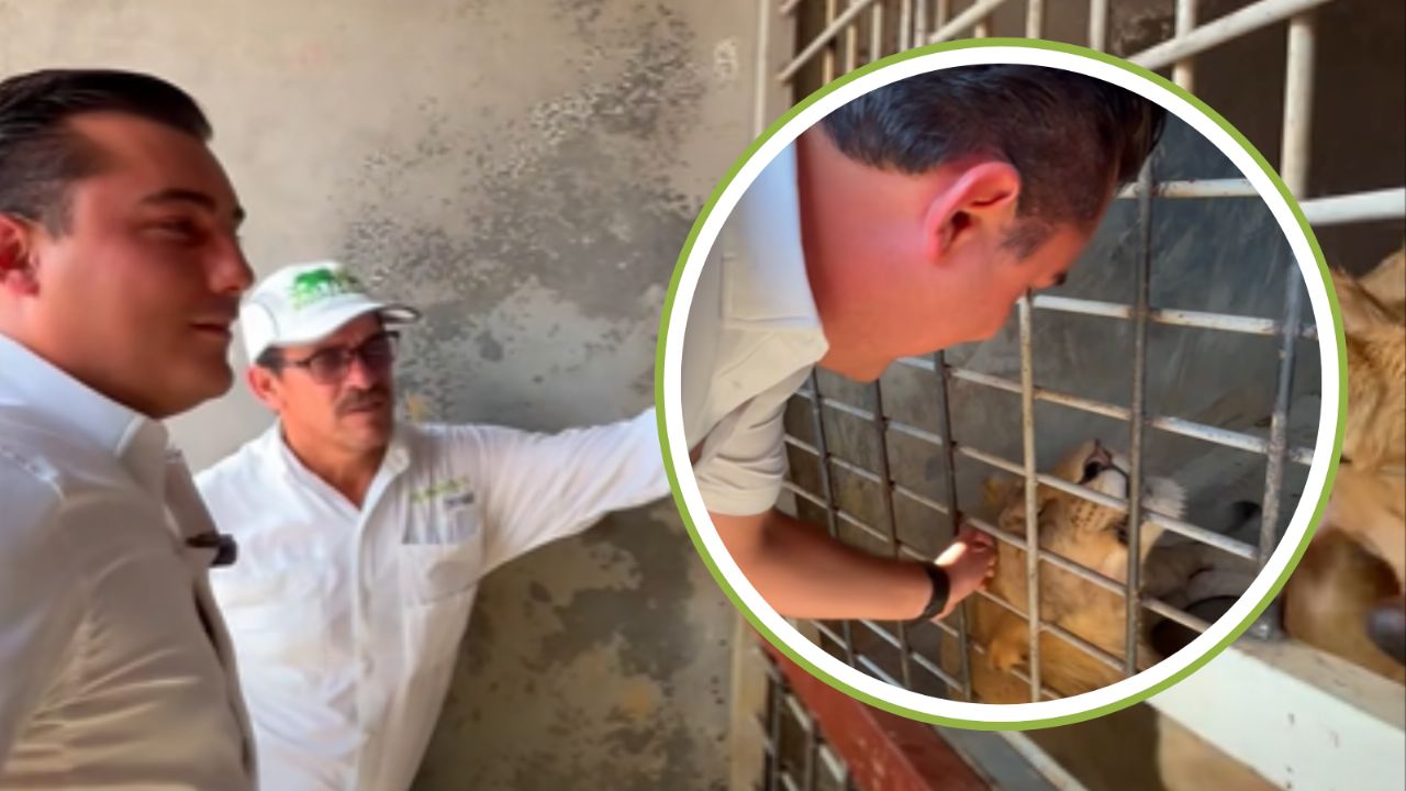 Leones rescatados por Manuel Guerra atacan al alcalde de García; ¿cuál es su estado de salud?