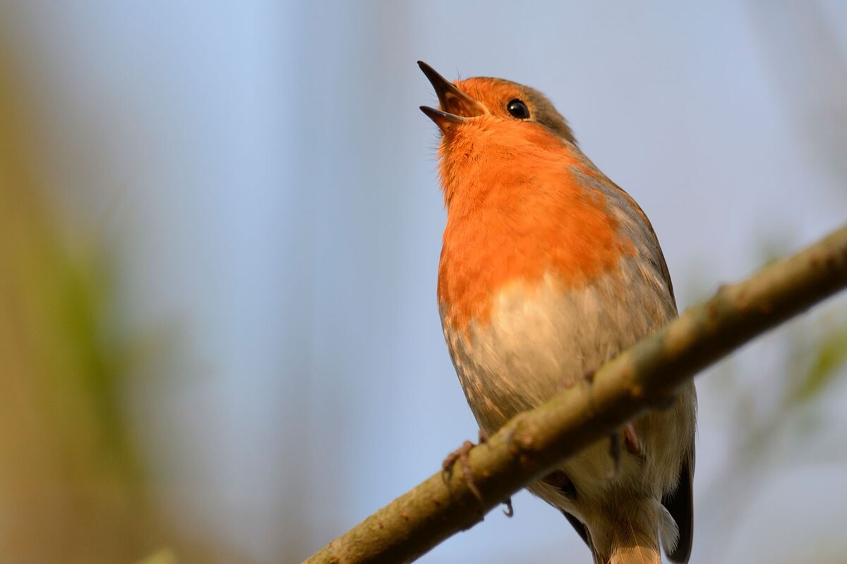 鳥のさえずりを聞く力がすごい！ メンタル不調や不安を和らげる科学的効果とは？