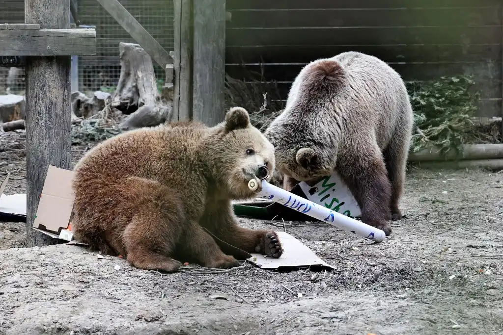 Adorable Escape: Two Bear Cubs Follow Their Sweet Tooth, Just Like Winnie the Pooh!