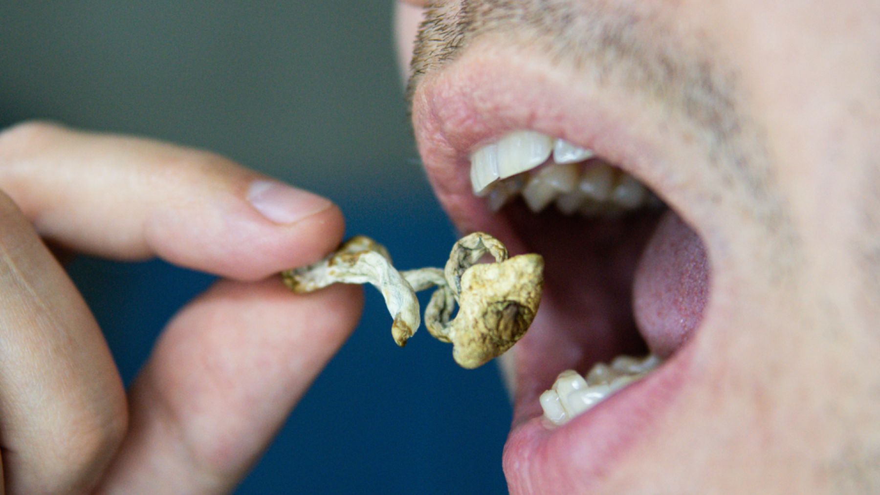 Descubre el Poder de la Psilocibina: El 'Hongo Mágico' que Revoluciona la Salud Mental en EEUU