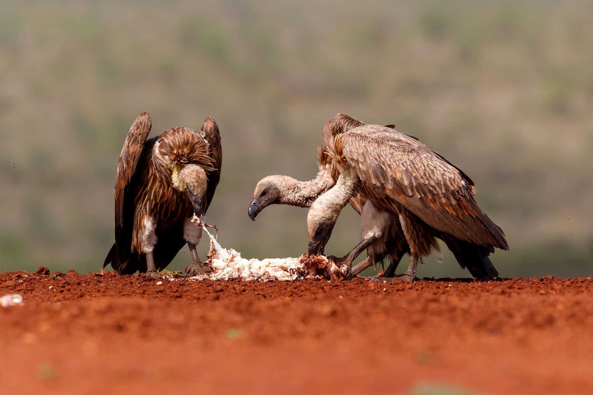 Alerta Ecológico: A Diminuição dos Neovoros Aumenta o Risco de Doenças e Desestabiliza Ecossistemas em Portugal