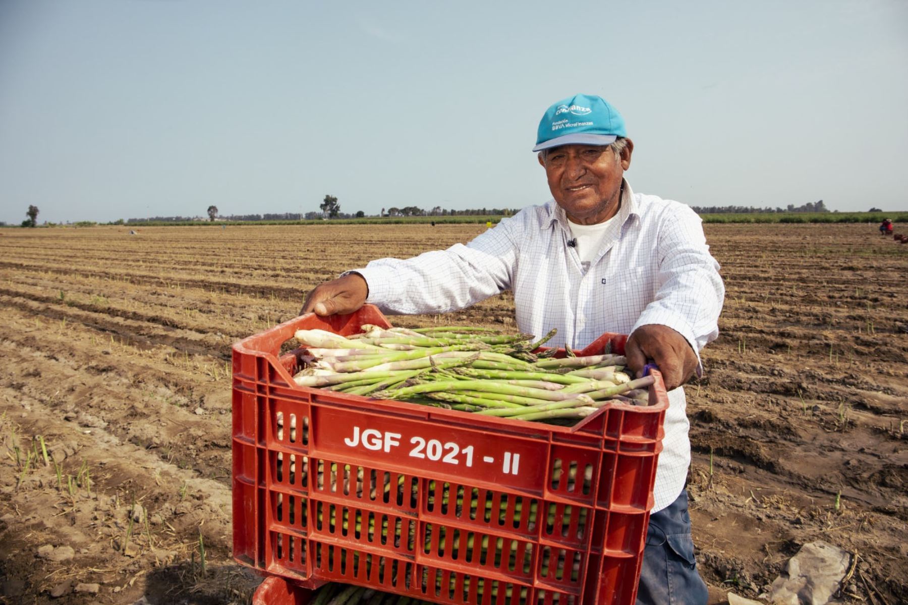 Perú: Actividad agrícola crece un 7.5% en diciembre 2024, según el BCR
