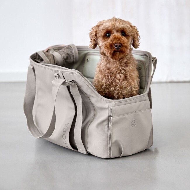 『PALOPA』と『QCHEFS』がインターペット2025に登場！愛犬・愛猫の口腔ケアをサポート