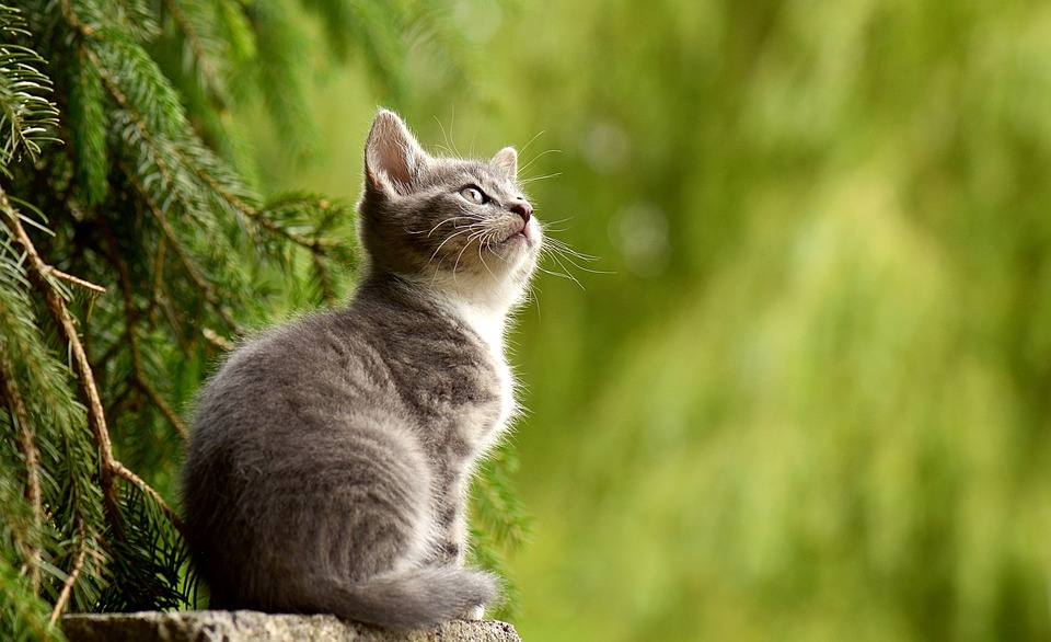 Musim Hujan, Kucing Rentan Sakit? Simak Tips Menjaga Kesehatan Kucing dengan Mudah!