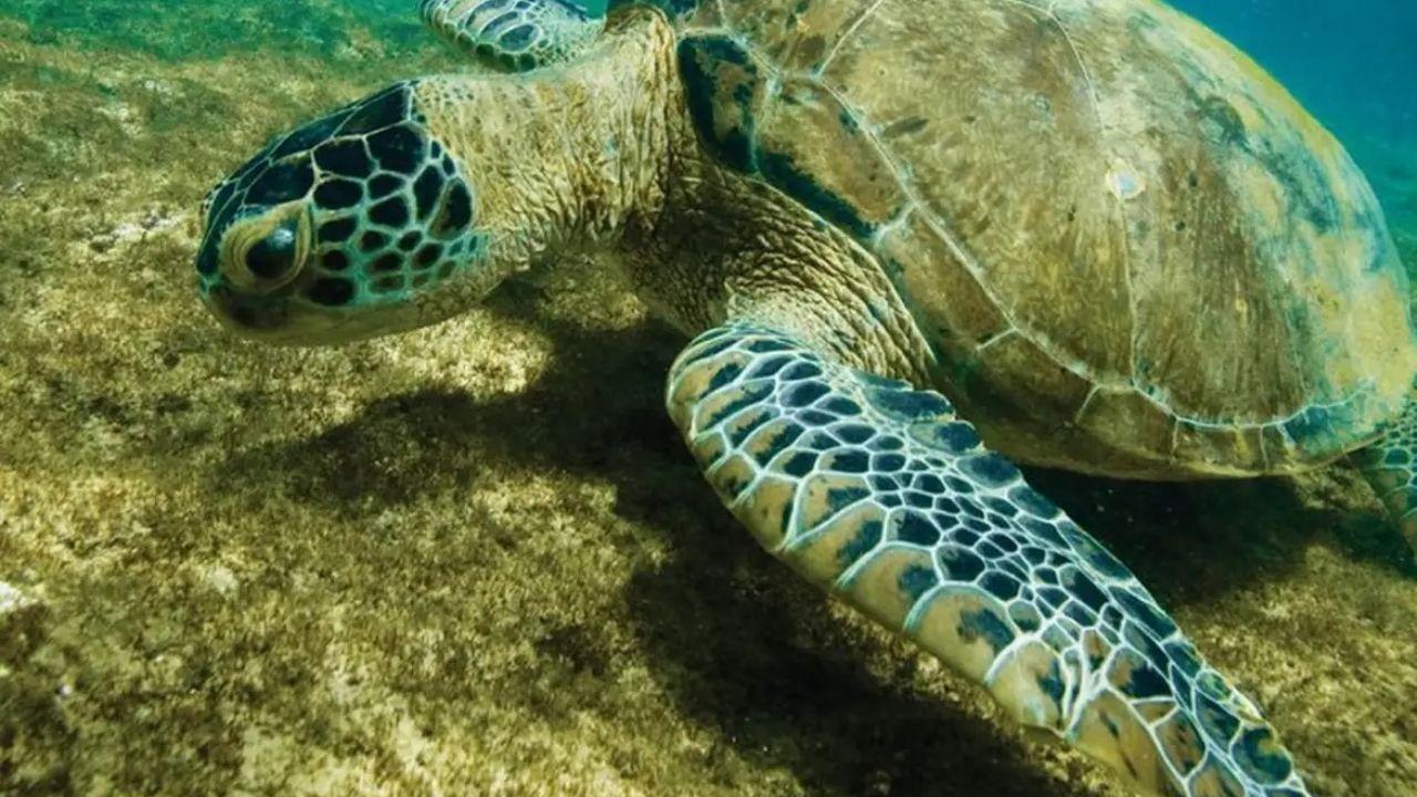 A Lição dos Animais Solitários: Como a Vida em Solidão Pode Ser uma Estratégia de Sobrevivência