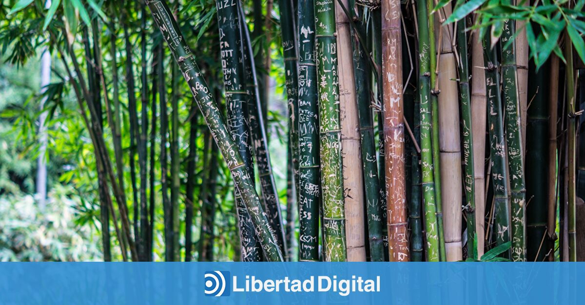 ¡Descubre el Poder del Bambú! Beneficios Asombrosos para tu Salud y Más Allá