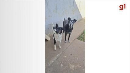 Casal que se conheceu ao resgatar cadela teme interromper cuidados com animais de rua devido à problemas de saúde do idoso