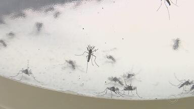 Agentes de saúde encontram dificuldades no combate à dengue em Avaré