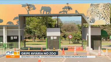 Atenção à Saúde: Secretaria do DF Monitora Funcionários Após Contato com Emu Suspeito de Gripe Aviária