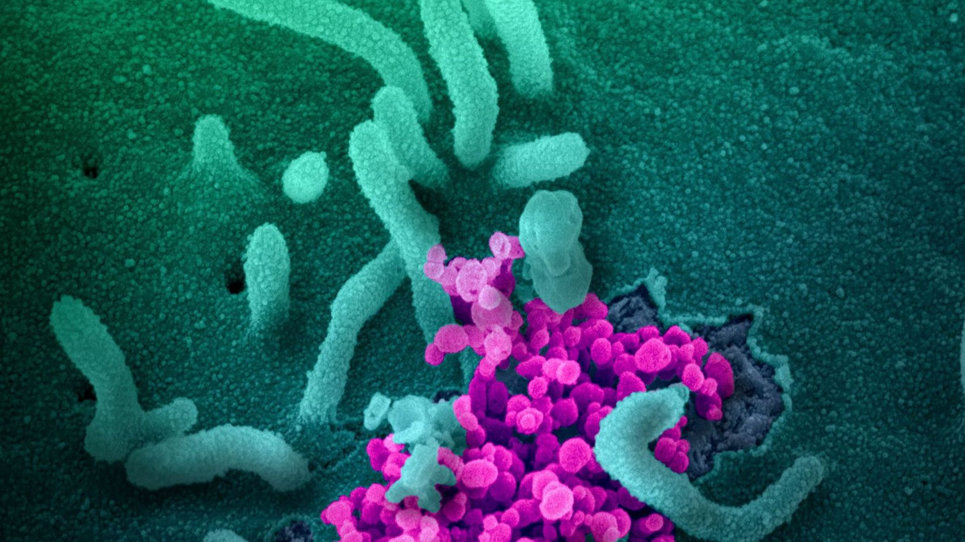 La salud desde una perspectiva biológica: entendiendo el equilibrio del cuerpo humano