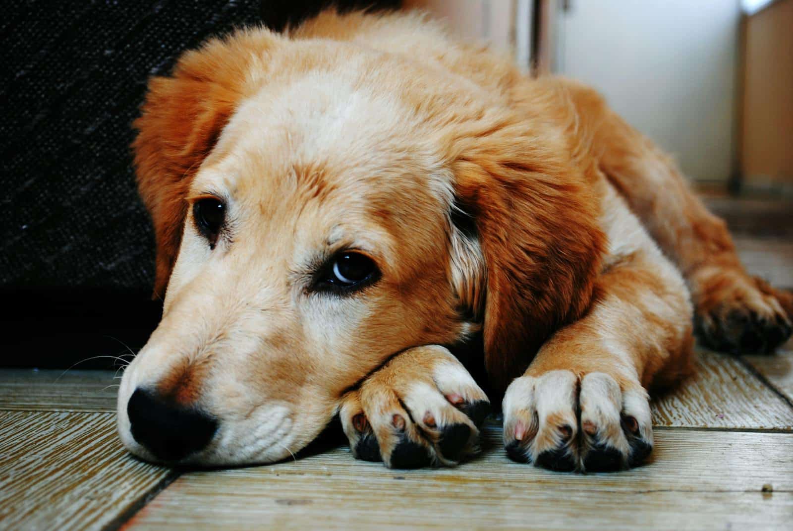 Diarree bij Honden: Waarom Bepaalde Rassen Meer Last Hebben (en Wat Je Kunt Doen)