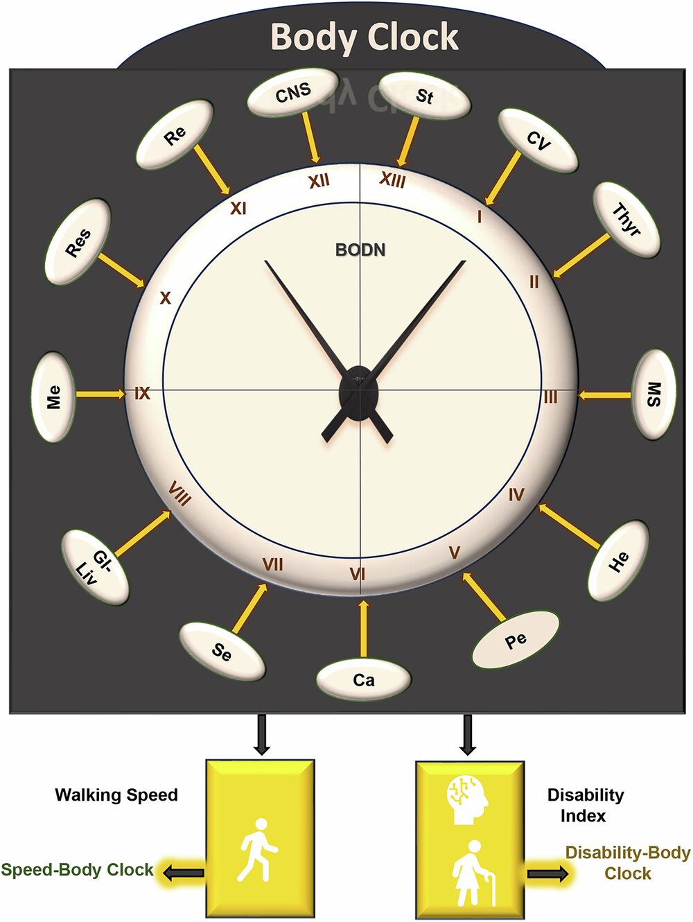 Revolutionary Health Assessment Tool Accurately Measures Biological Age