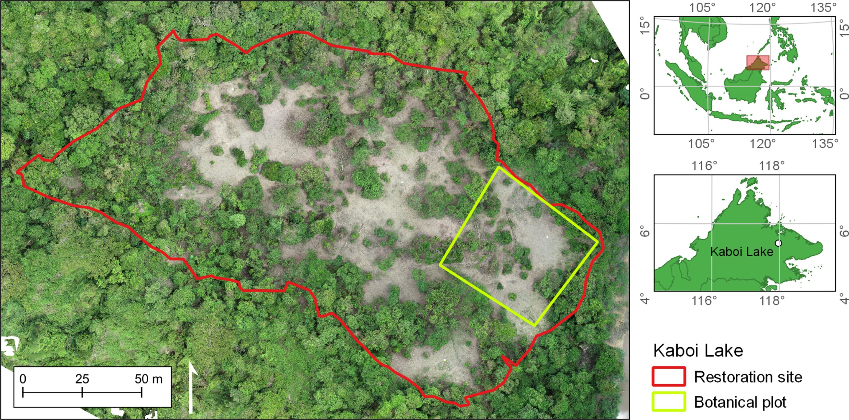 Inexpensive drone technology shows promise for community forest restoration and funding