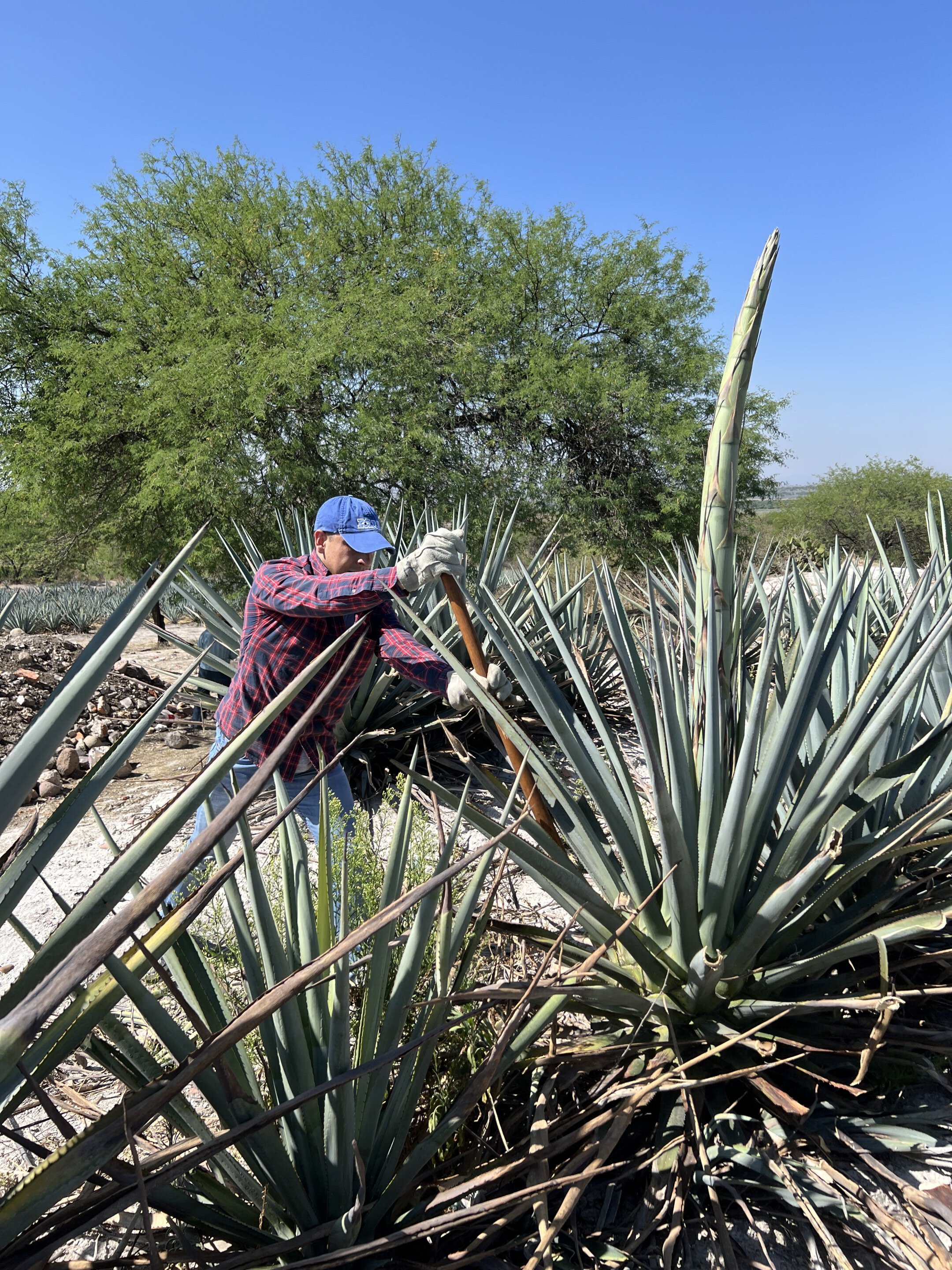 Descubriendo el secreto de la supervivencia de las plantas de agave en condiciones de sequía extrema