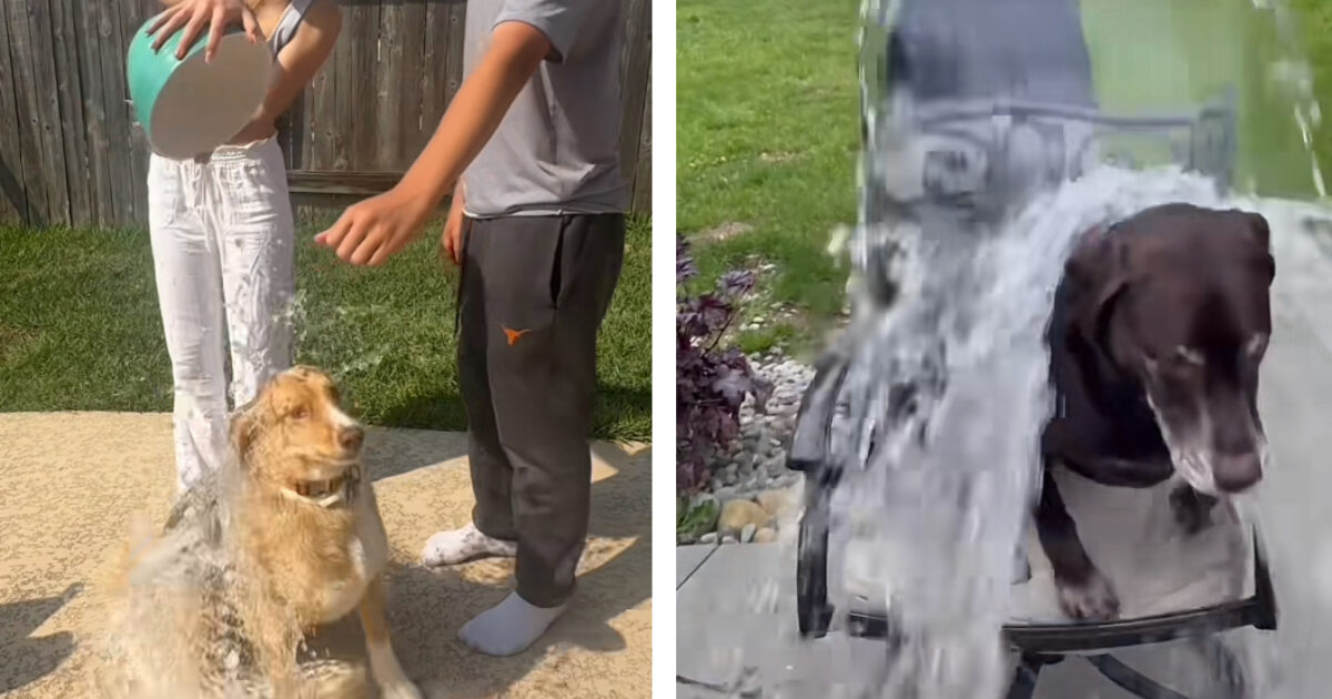 Sfida TikTok Getta Acqua Fredda sui Cani: Crueltà o Semplicemente Incomprensione? La Reazione di Veterinari e Animalisti