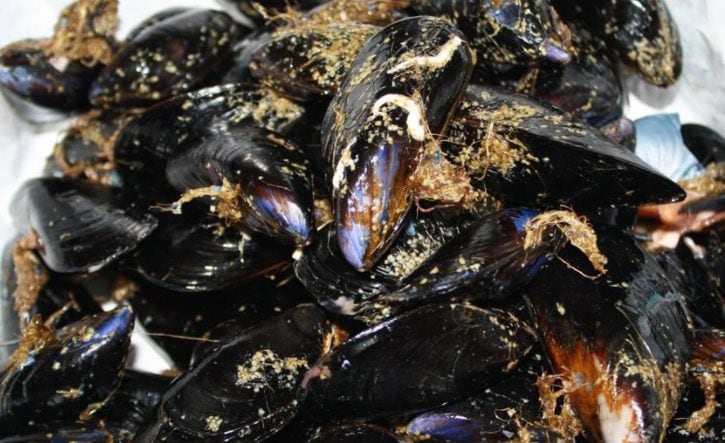 Allarme Cozze: Ritirato dal Mercato un Lotto per Vibrio parahaemolyticus - Cosa Sapere