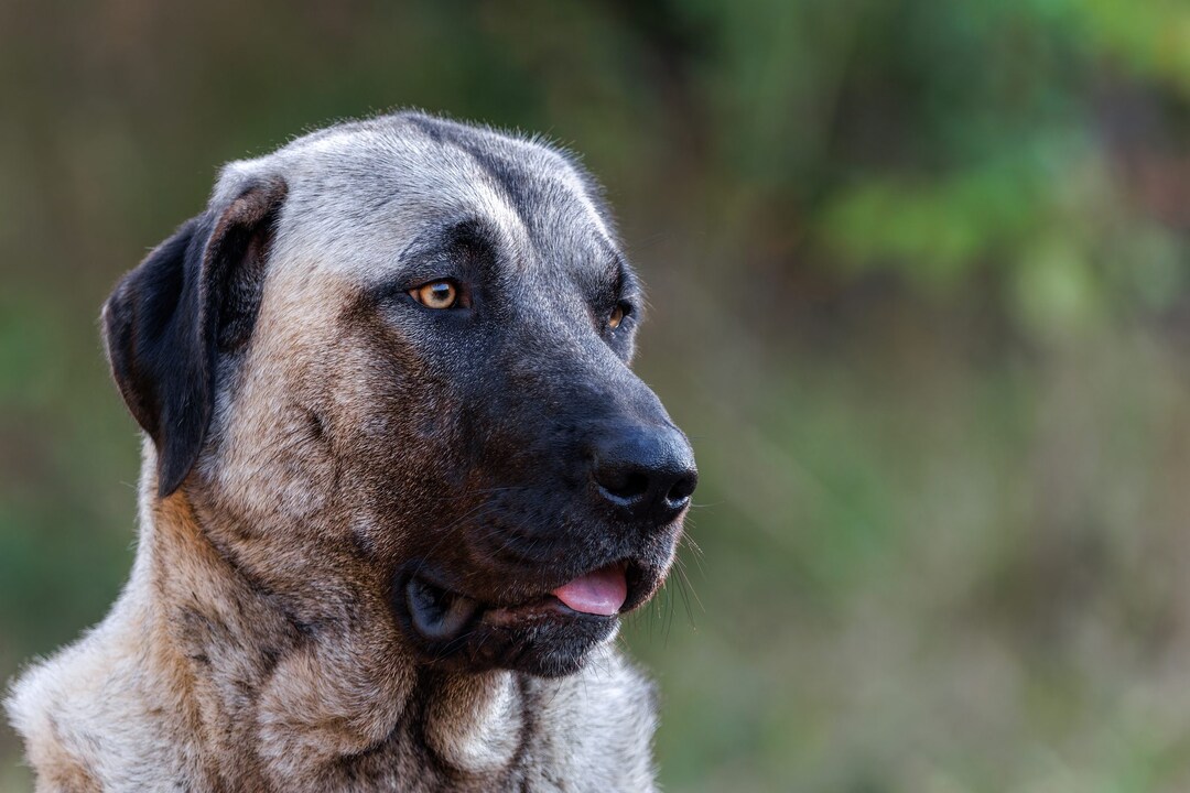 Kangal: Quando il Pastore Turco Nasconde una Profonda Depressione - Segnali e Soluzioni