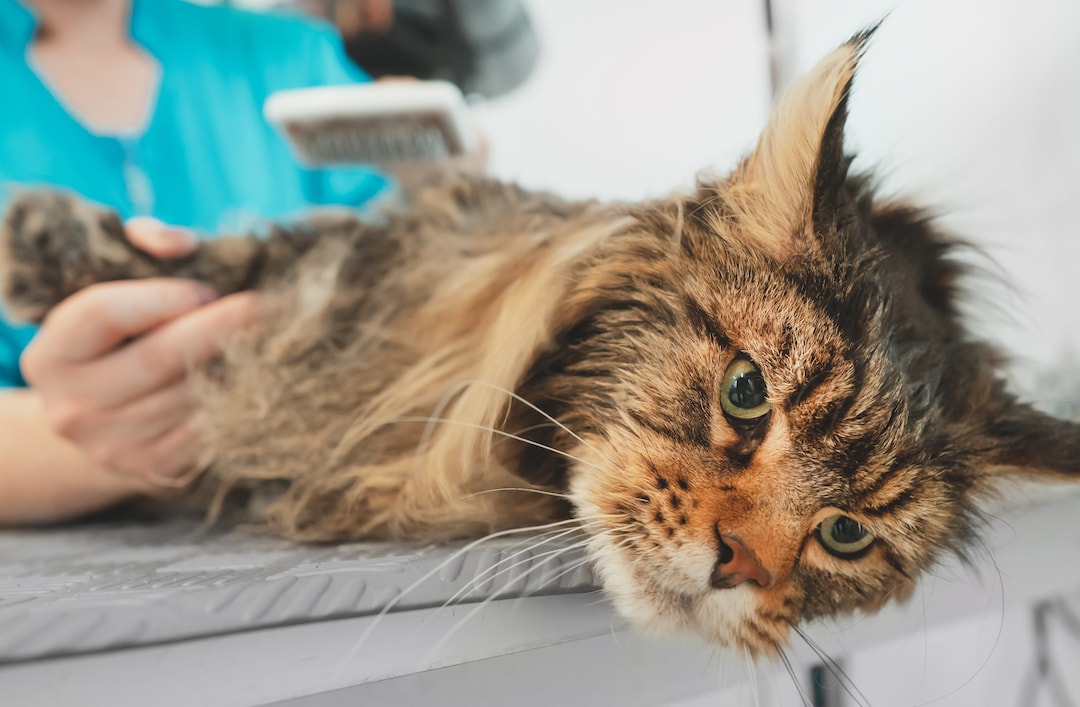 Il sottosegretario alla Salute Gemmato promette di rendere legale il farmaco salvavita per i gatti affetti da FIP. Ma quando?