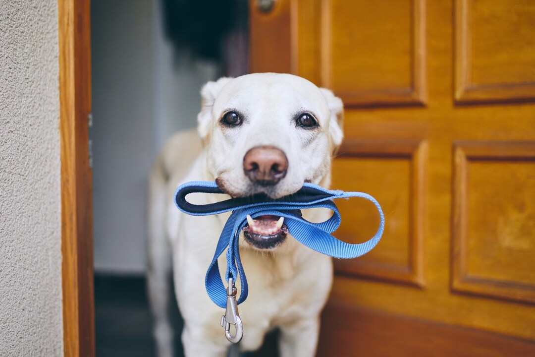 Il Tuo Cane è Infelice? Ecco Cosa Succede se Non lo Porti Fuori Ogni Giorno